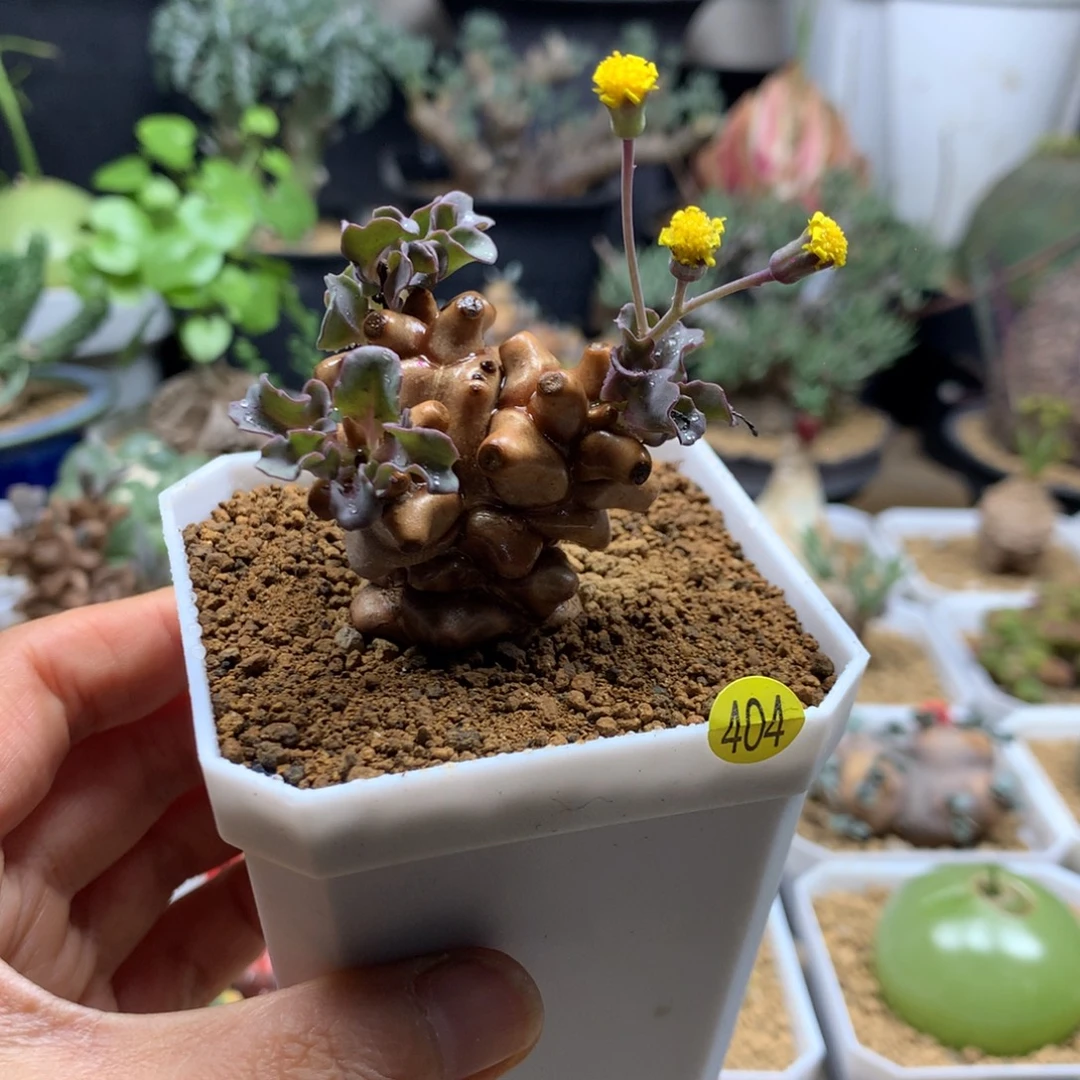 蛮鬼塔厚敦菊姐带盆404