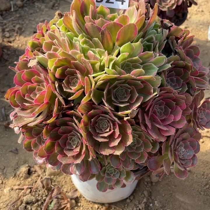 无花朵324多肉植物安娜