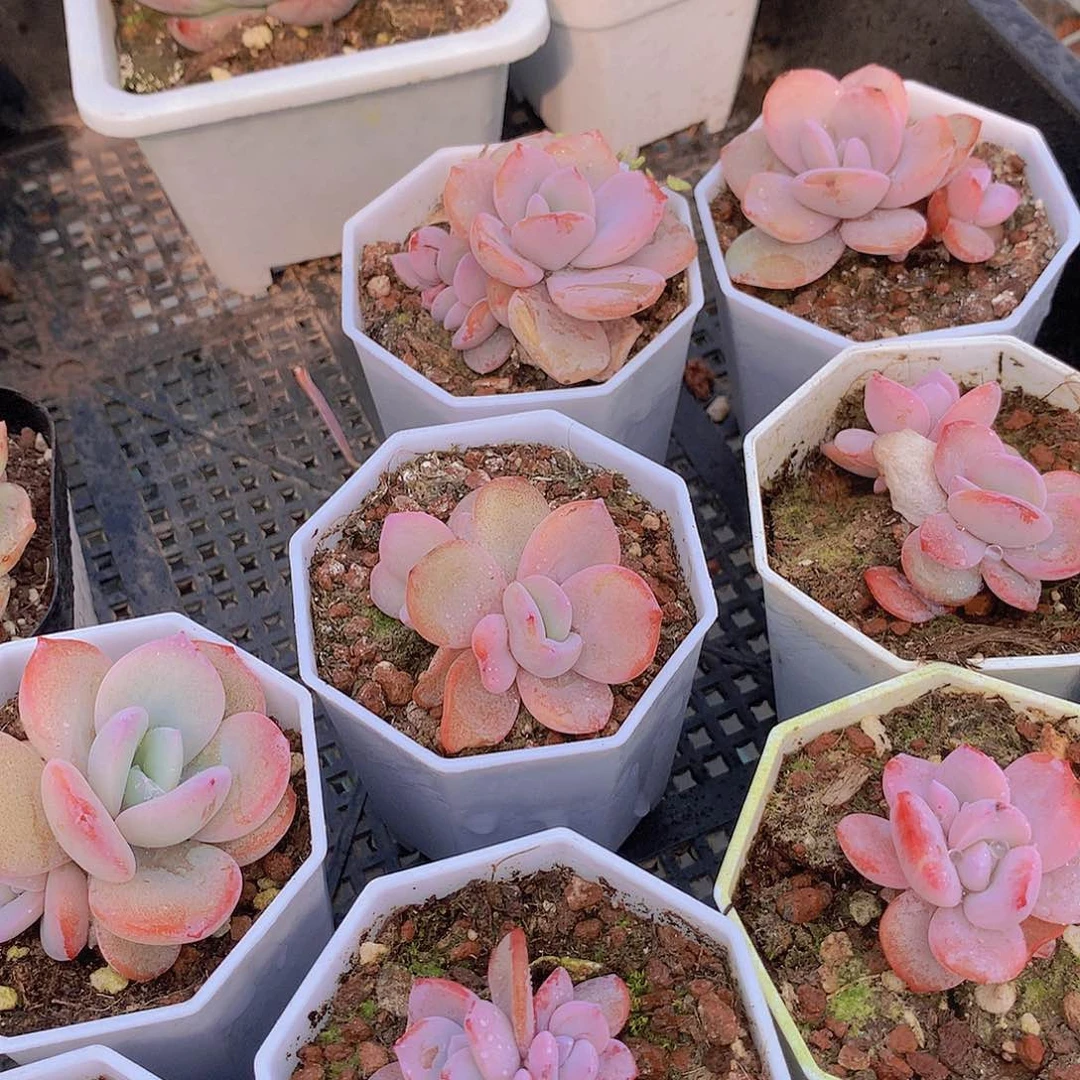 双头奶茶捡漏236778990000