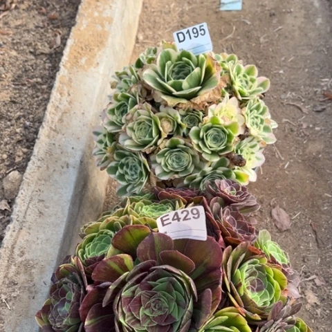 多肉植物迈巴赫花月夜