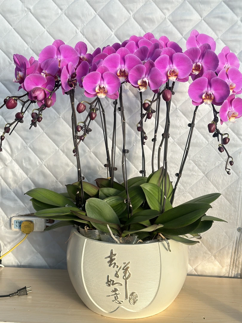 粉图蝴蝶兰盆栽盆景带花剑四季开花