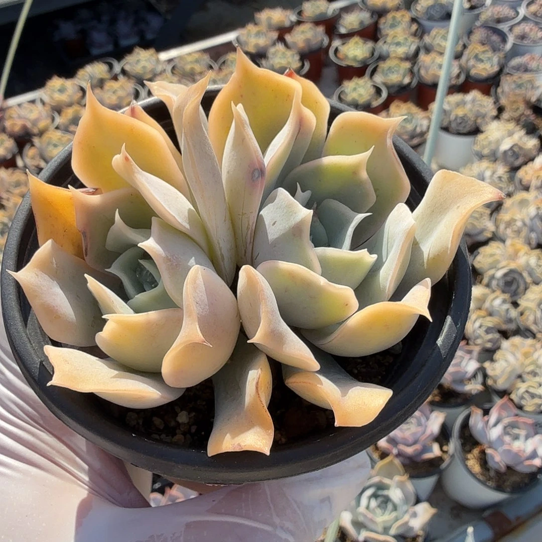 849八公分双头蓝鲸满20包邮