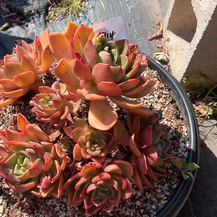 L**.914//////////////