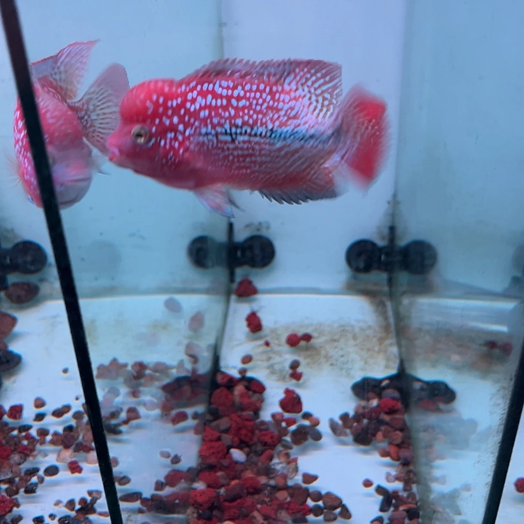 罗汉鱼F1古幻罗汉观赏鱼