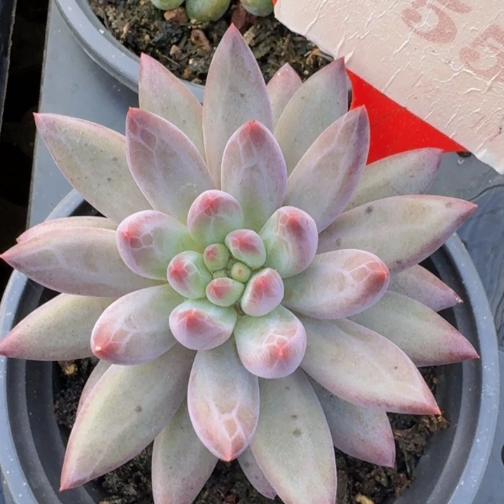 钻石虞556多肉植物