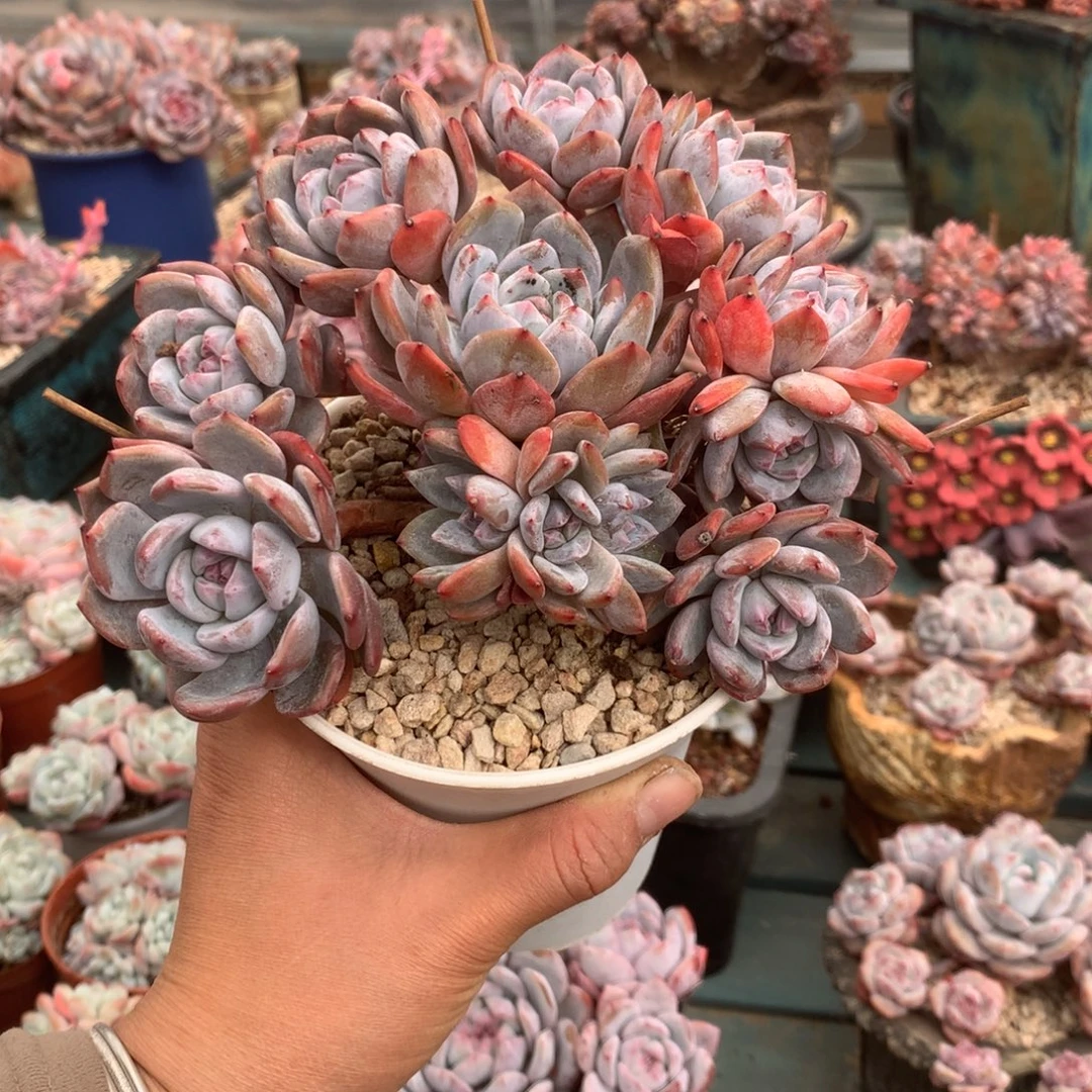 无花朵哈哈哈哈哈哈哈哈30