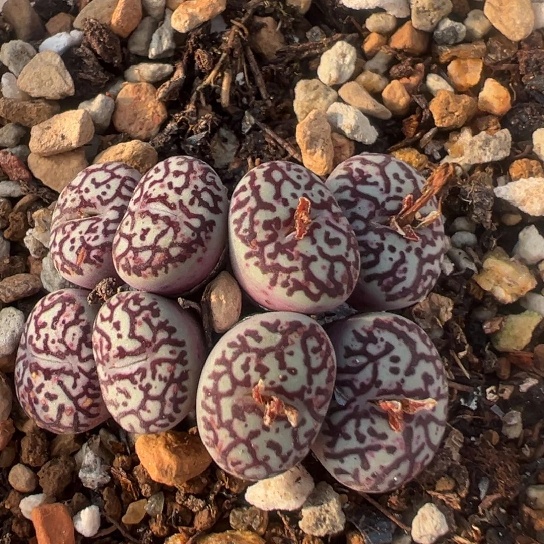 34多肉植物百科墨小锥