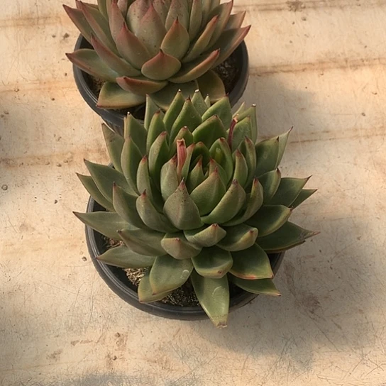 仙*草美肉特价活动开始啦