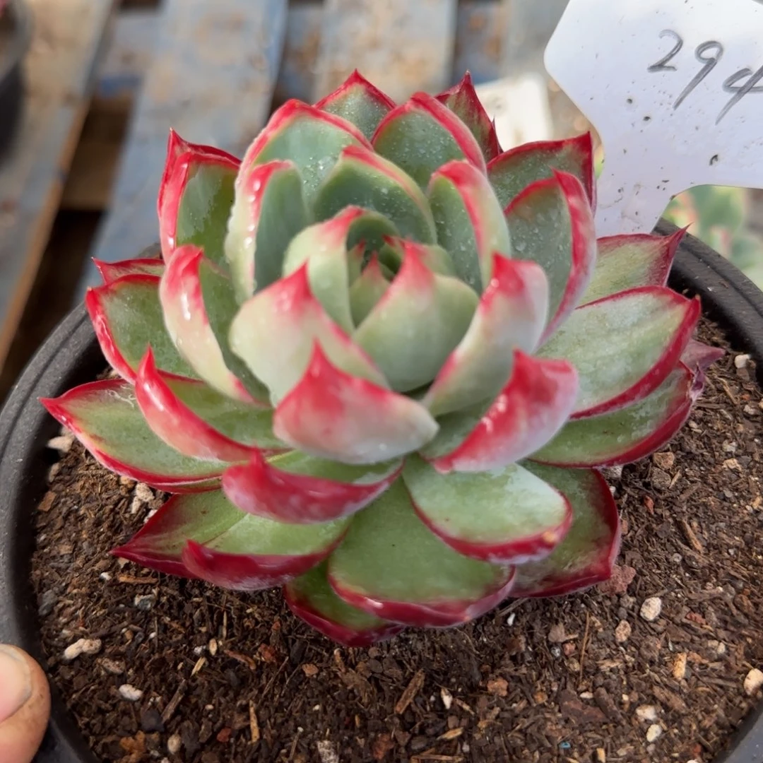 惊鸿一物一拍包装收缩花旱294