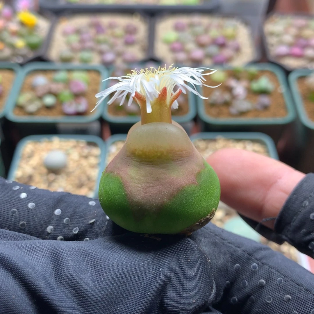 158欧泡十年母本