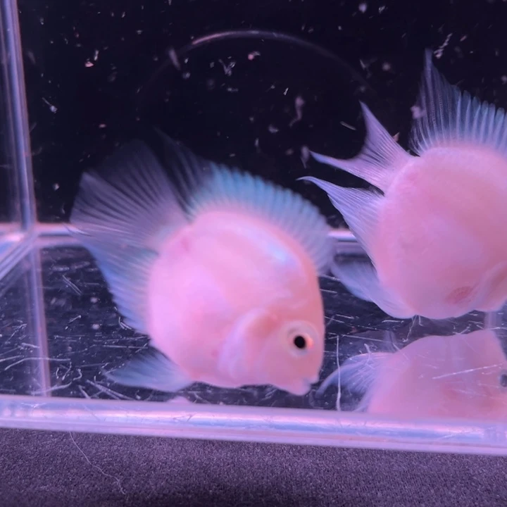 孔雀鱼胭脂粉桃心鹦鹉1对
