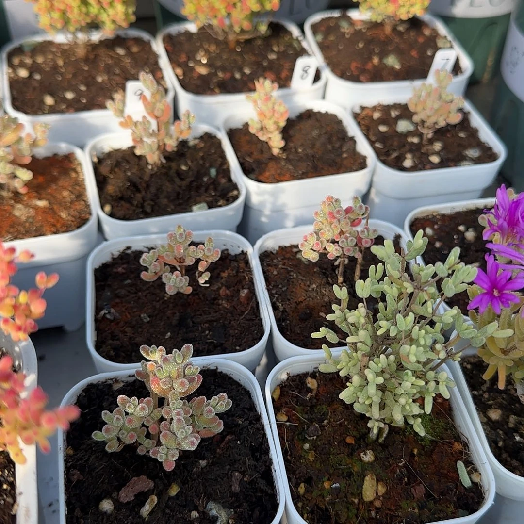 冰晶糖球锦专拍。。。。