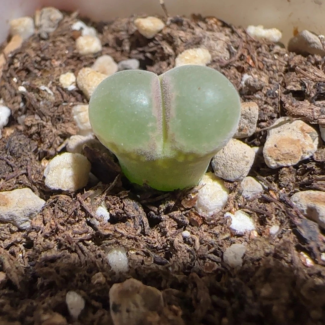 肉锥多肉植物组合-安格1072