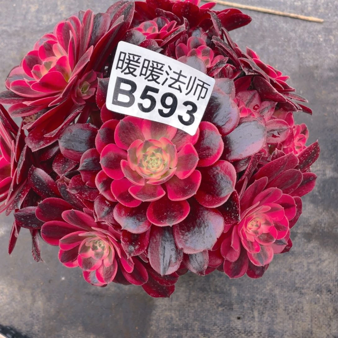 紫砂茶杯杨*力593美杜莎美杜莎
