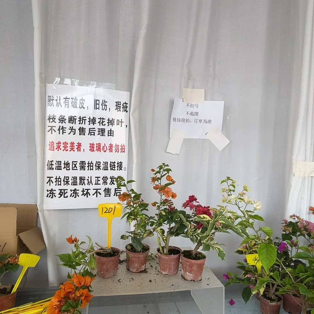 当前无花栽培后可以开花1201掌中宝组合