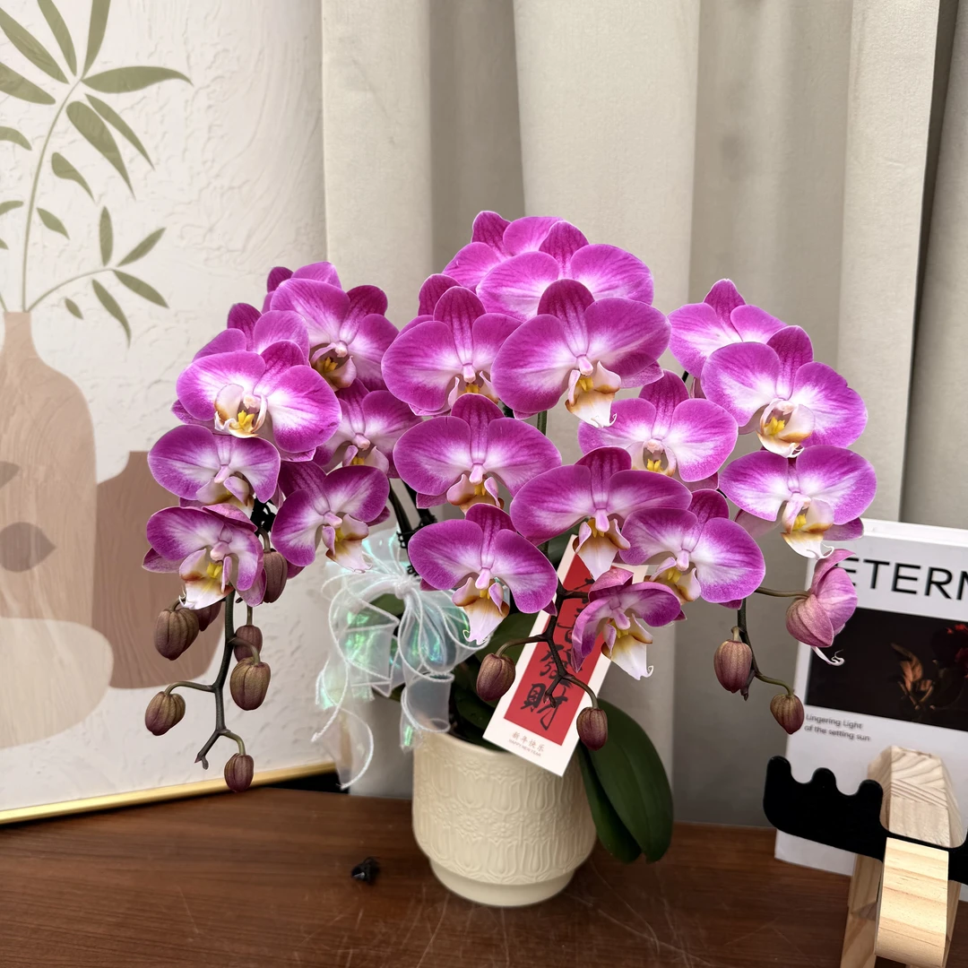 蝴蝶蘭《雪山飞狐》紫色花花，稀有品种，黄色花蕊