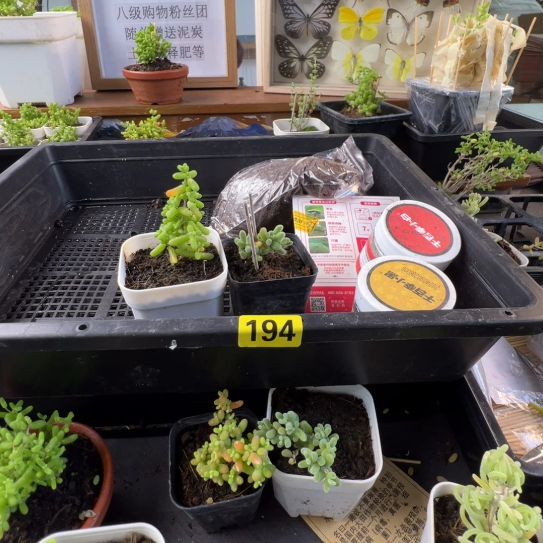 枝干番杏多肉植物