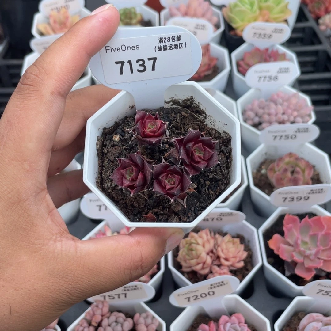 7138罗西玛4.0厘米