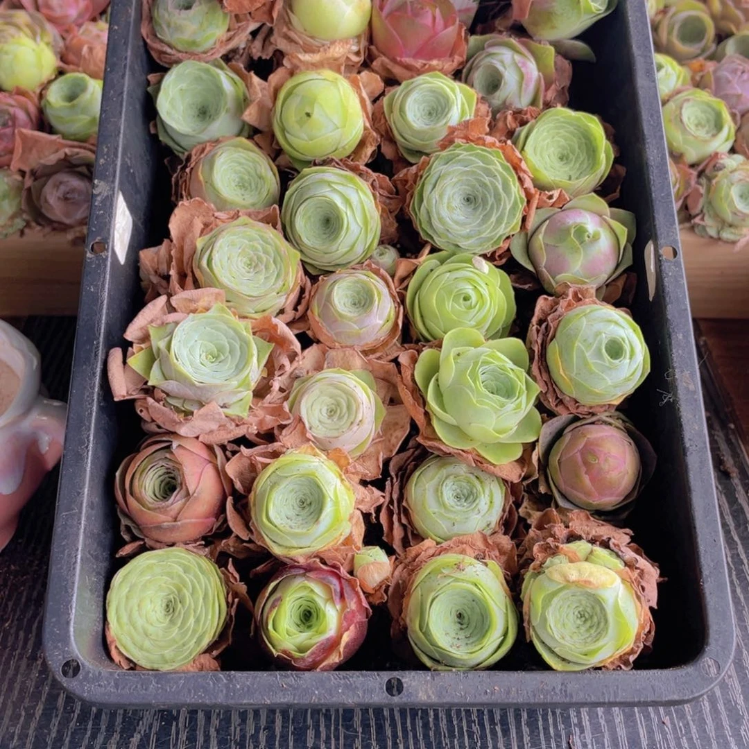 保底三十颗量拍888888