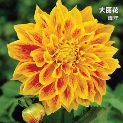 种植基地多年生大丽花种球地瓜花球根花卉多色重瓣种球