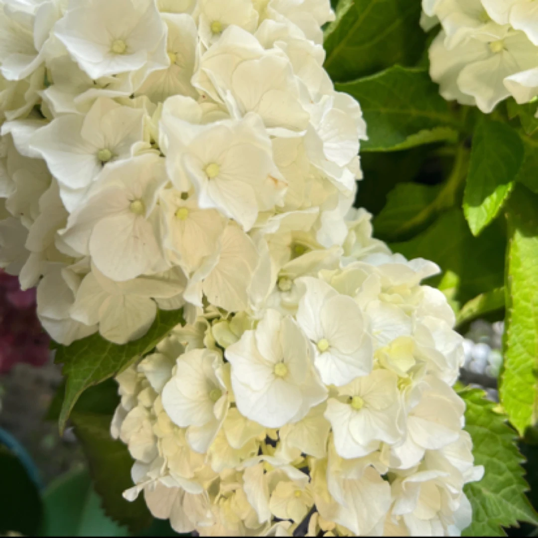 【雪球】绣球盆栽花苗耐寒耐热庭院阳台易活好种开花植株