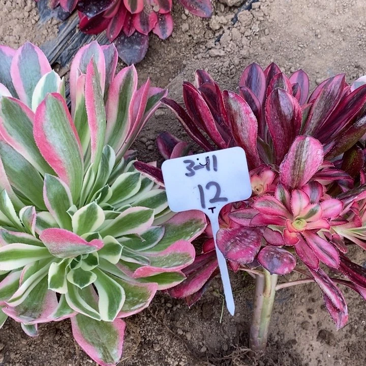 122312231法师组合12号