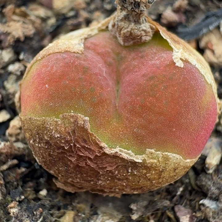 3528水蜜桃带盆发货1430.5