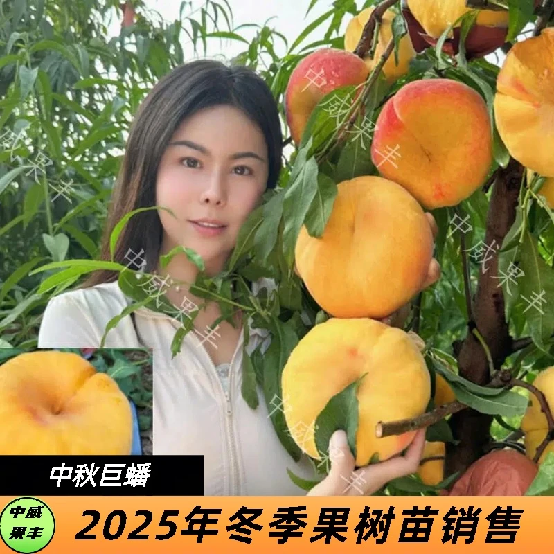 中秋巨蟠 中秋节钱前成熟 晚熟不裂果果肉金黄色特丰产