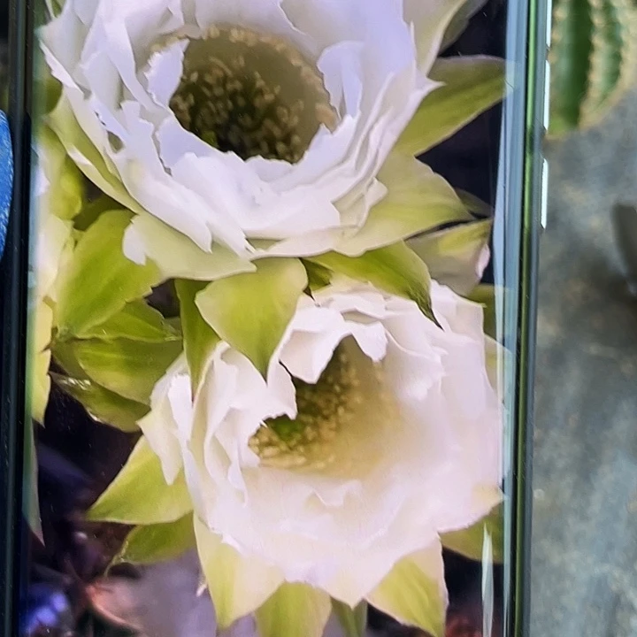 G1侧芽5公分歪满18包邮