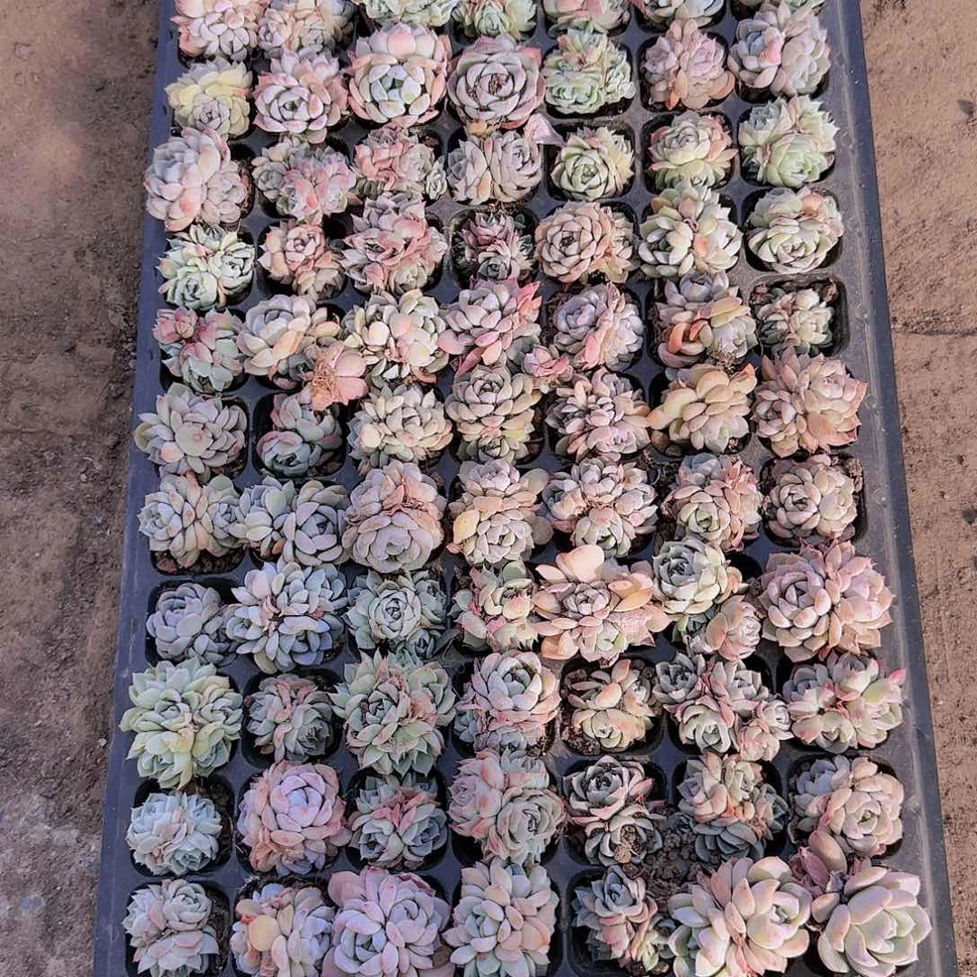 直播一物一拍多肉46