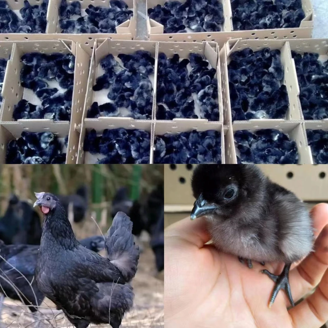 网红宠物鸡五黑鸡活的包邮到家
