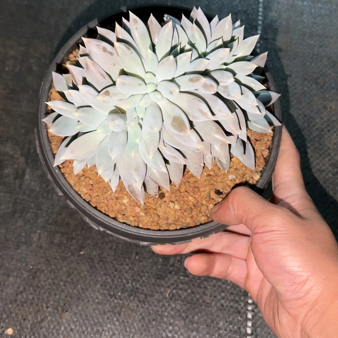 【闪购商品】彩体哥特缀