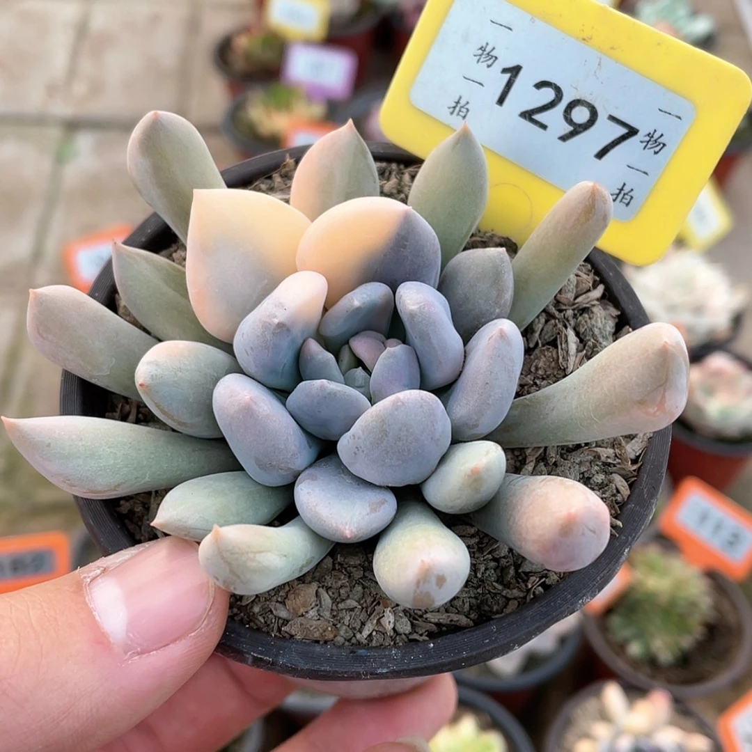 【闪购商品】大*糖1297号