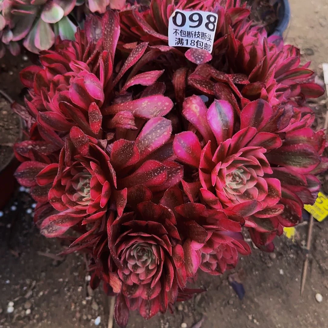 098白月光多肉植物