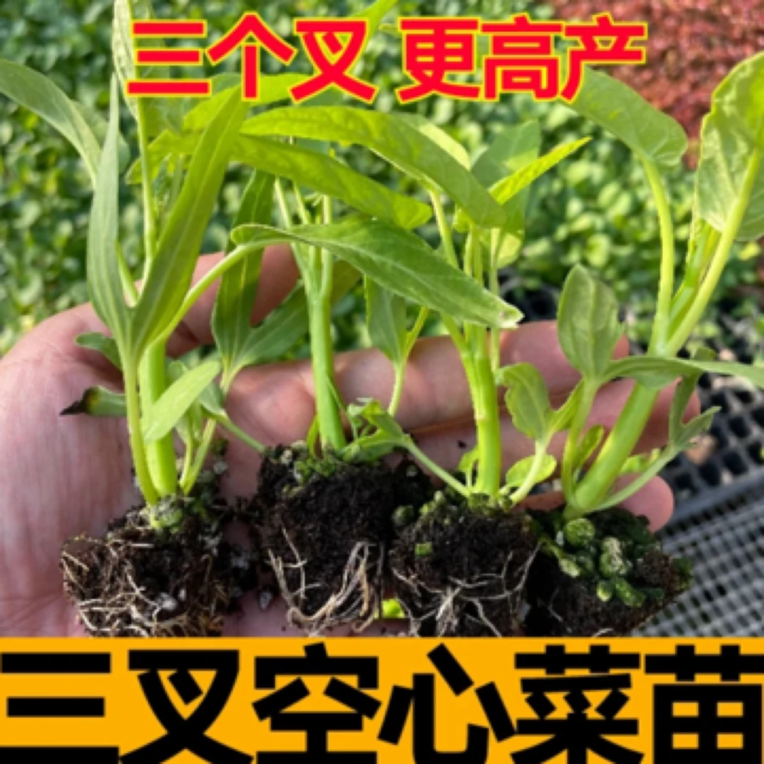 山东寿光发货空心菜苗高产三叉空心菜苗盆栽地栽春季种植蔬菜苗