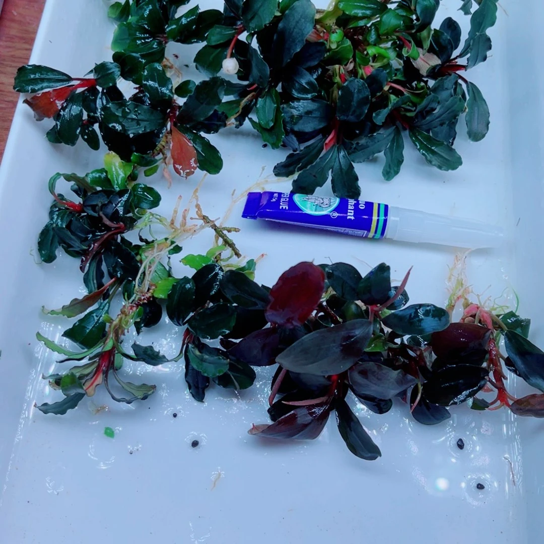 美小呆特惠套餐一份