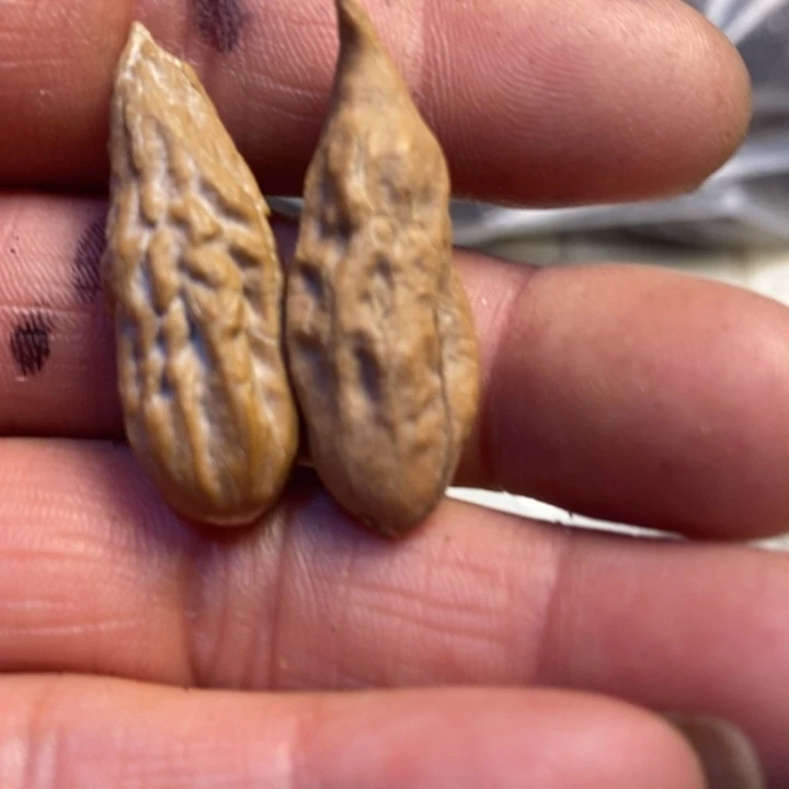 文玩核桃吊坠东北特产103