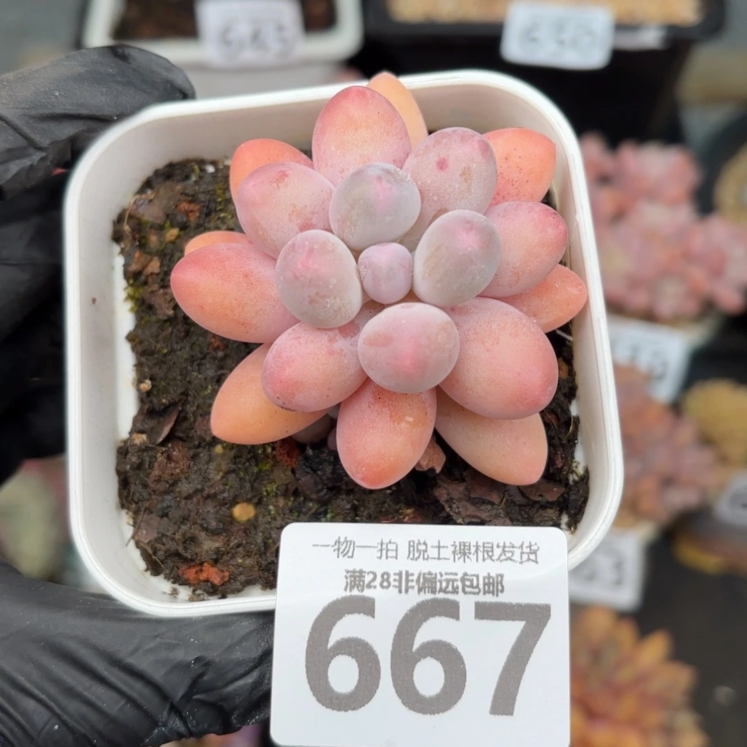 汤圆单头无盆土发货