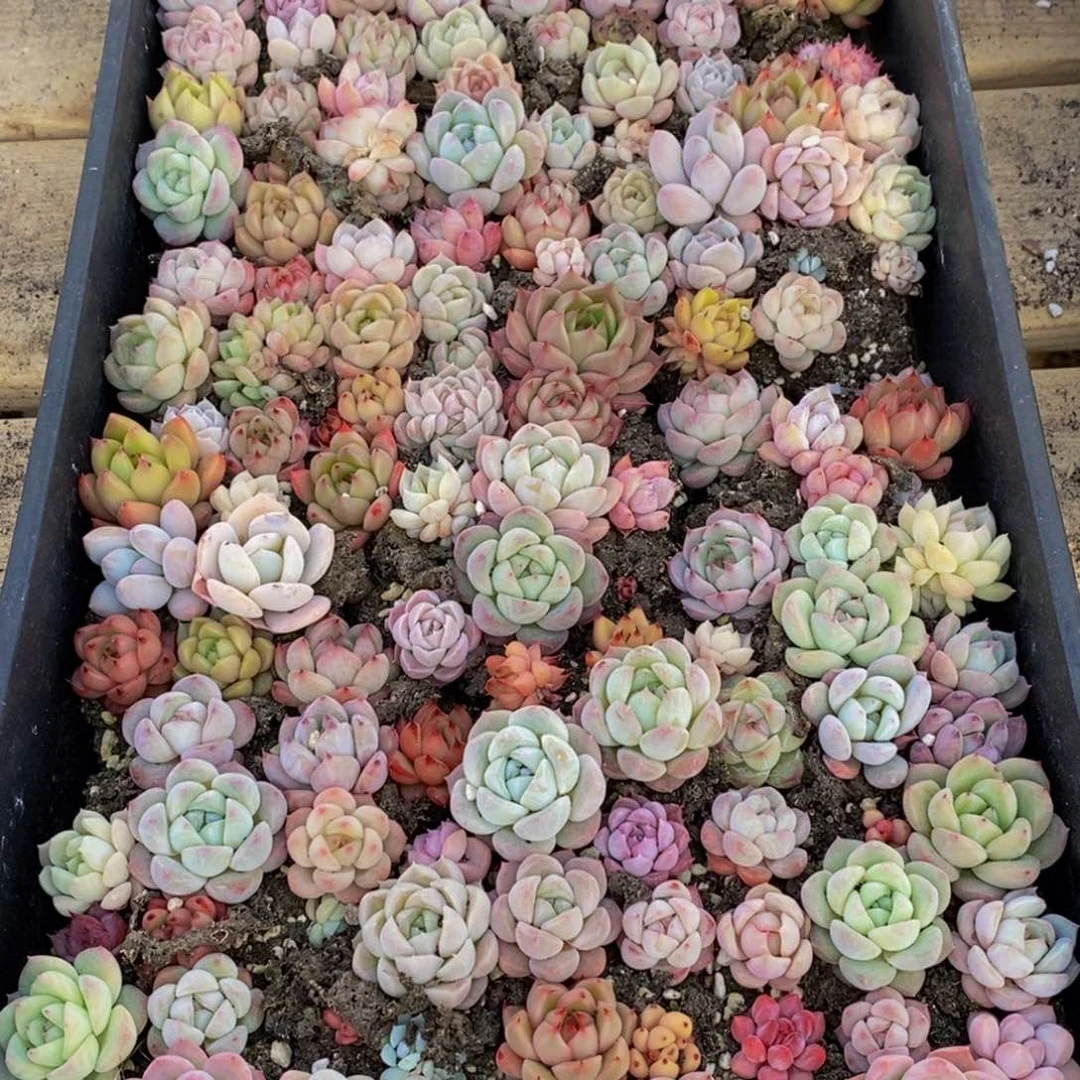 396多肉多肉植物保护研究所