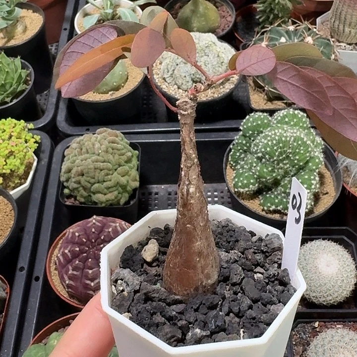 奇异油杆仙人球12