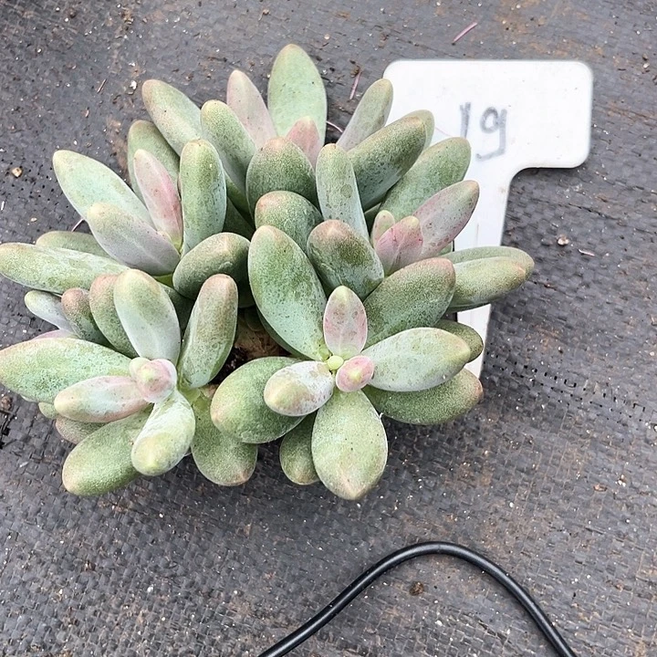 桃***子糖果19号码牌子的话题