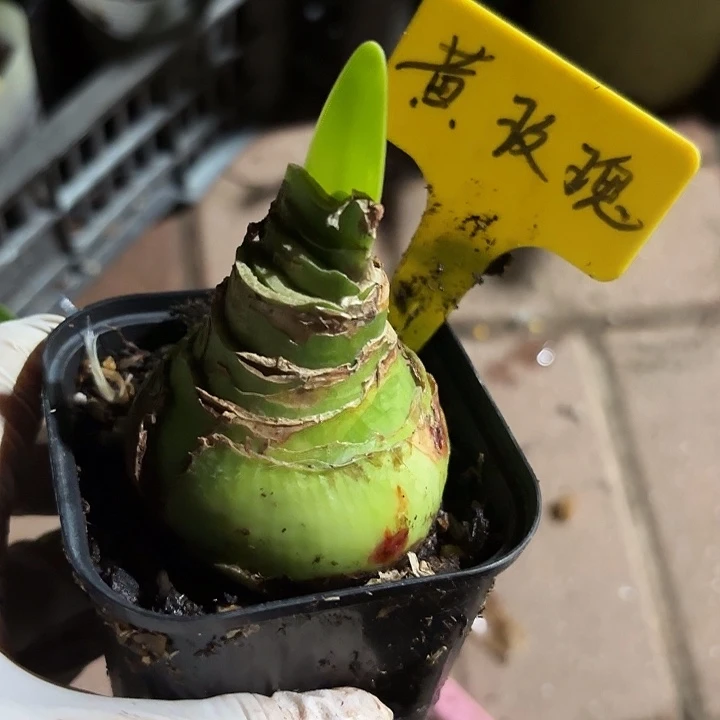 无花朵朱顶红黄玫瑰5.5厘米