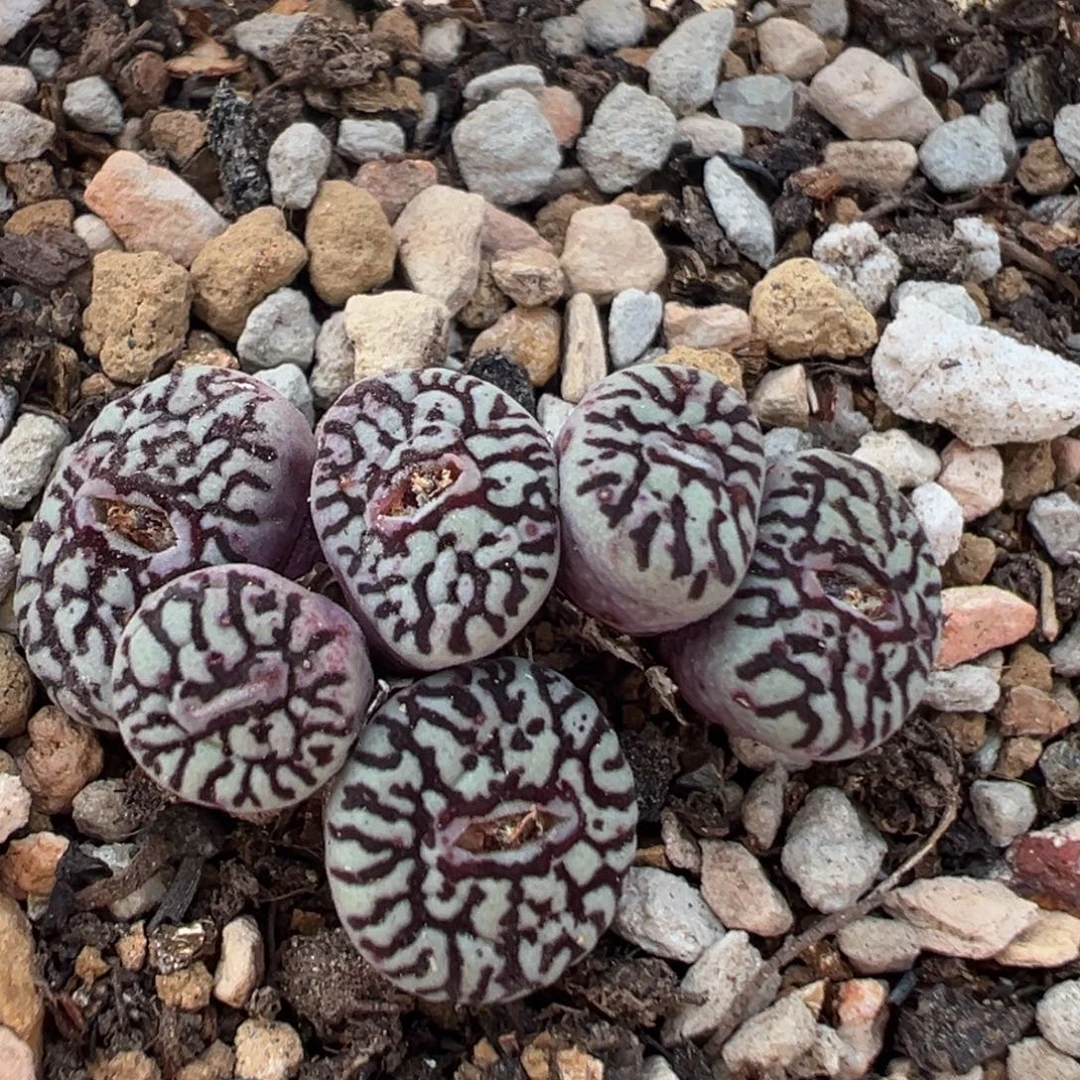 136多肉植物百科植物