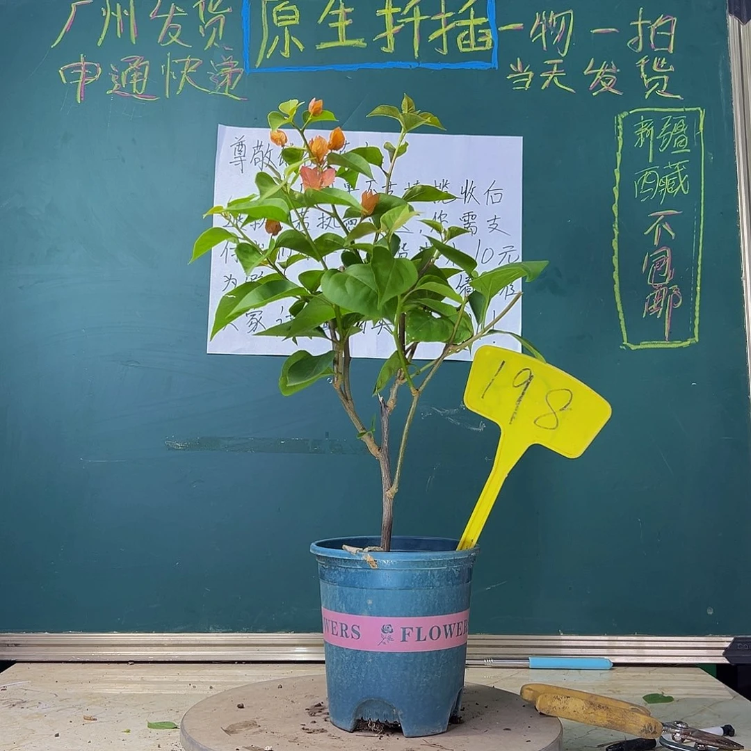 当前无花栽培后可以开花  下播 波伊斯玫瑰  198