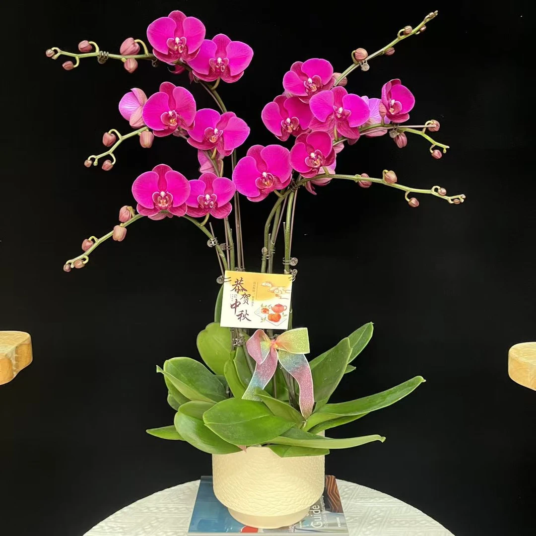 蝴蝶兰【大辣椒】欧品年宵花红色系蝴蝶兰鲜花室内送礼高端花卉