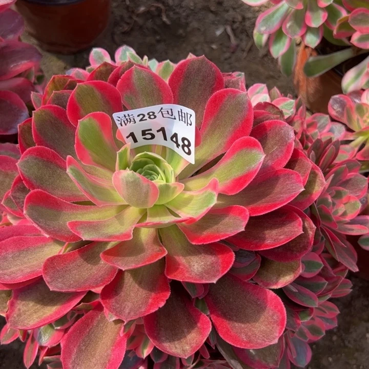 雾**花15148女郎多肉植物