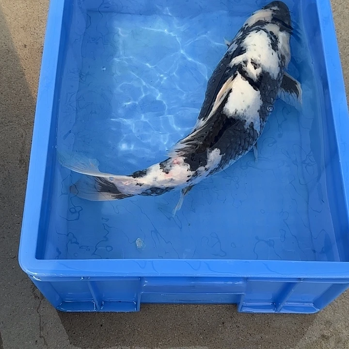 海水鱼赤目芒果白写