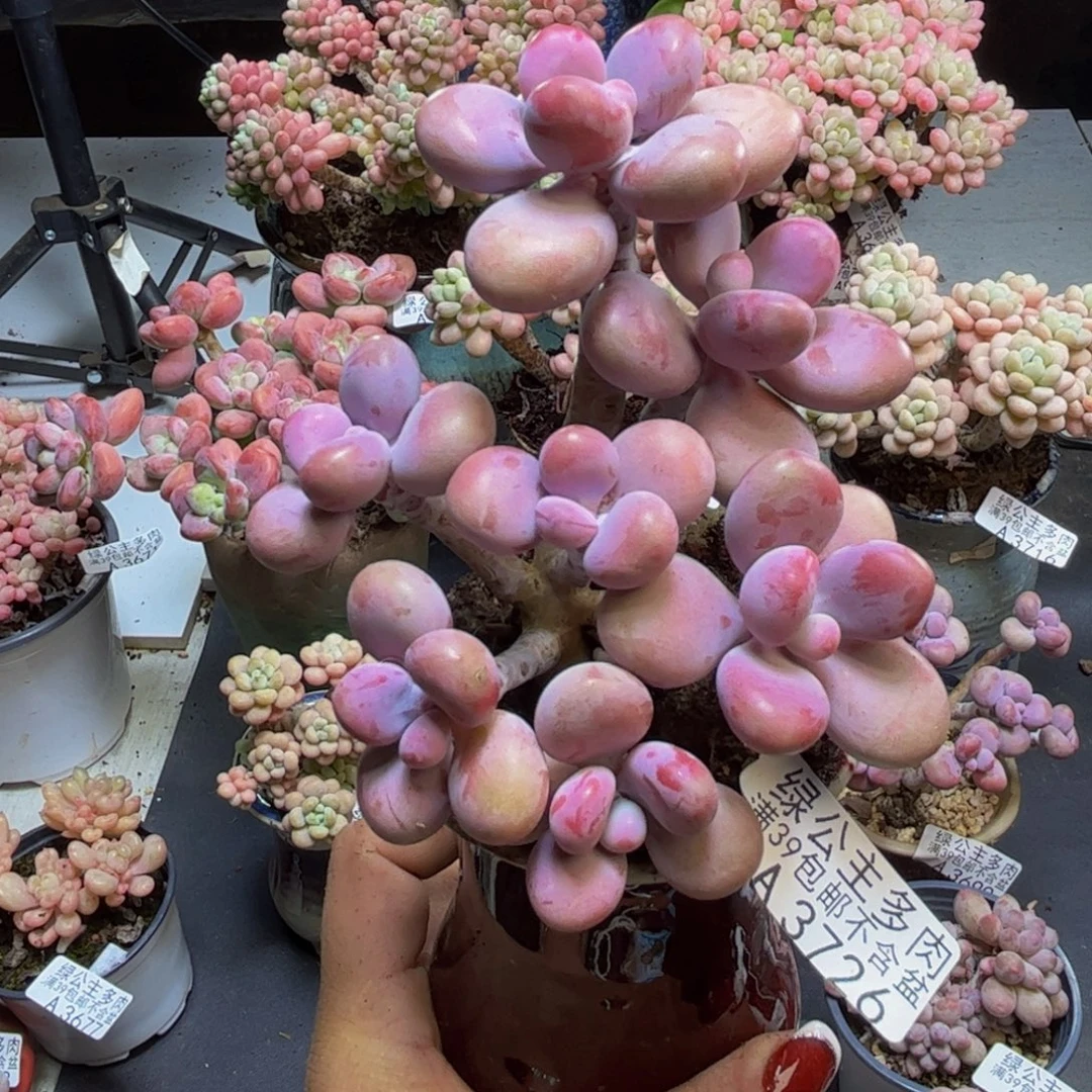 腰子桃蛋树3726/9cm