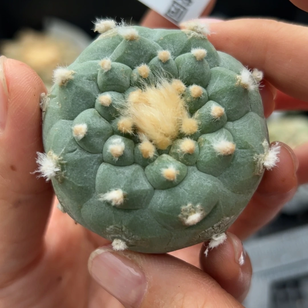 971 有根 仙人球的世界