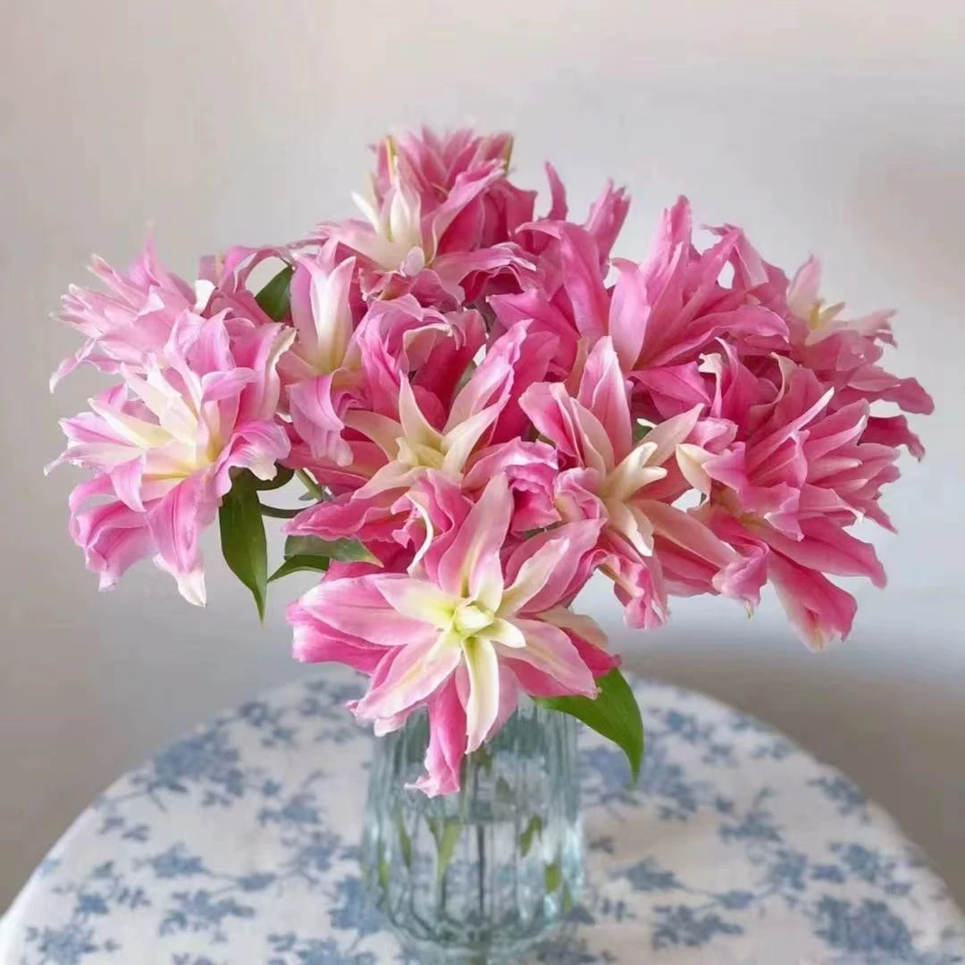 重瓣女神粉黛百合种球家庭种植基地直发四季种植阳台小院盆栽地栽